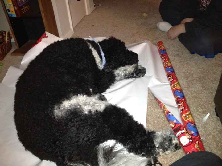 NWR: Pets "helping"