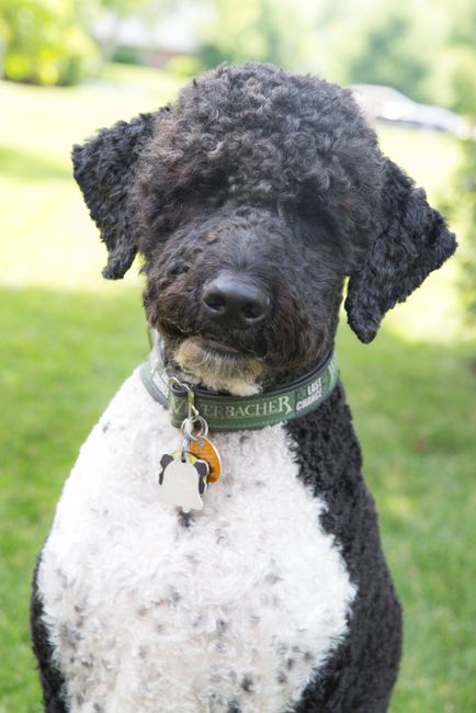 NWR: Professional Photos for your dog? Family Dog Photo? SHOW ME UR PET!