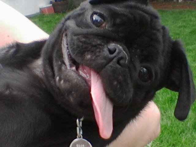 Lets see those puppies that we share with our FHs!