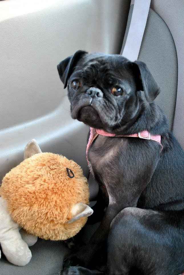 Lets see those puppies that we share with our FHs!