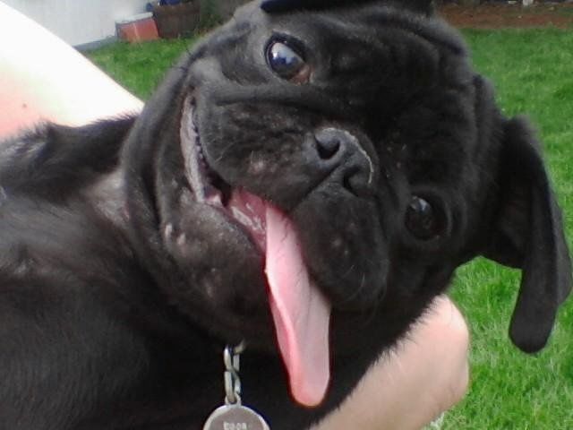 Just for fun, lets see your crazy pet child....