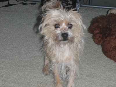 NWR: What kind of dog do you have?