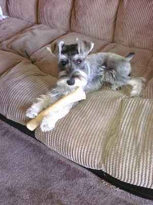 NWR: What kind of dog do you have?