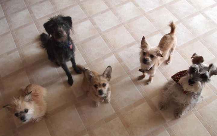 Do you and your FH have a pet?