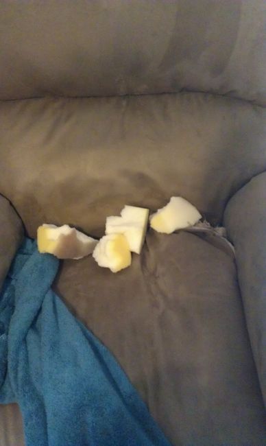 Pets do the darndest things