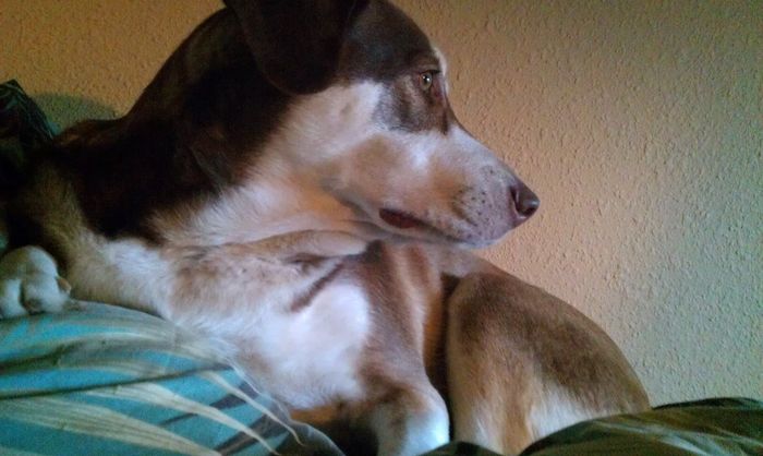 Pets do the darndest things