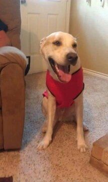 My fur baby...