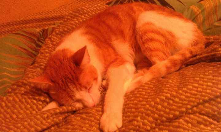 Do you and your FH have a pet?