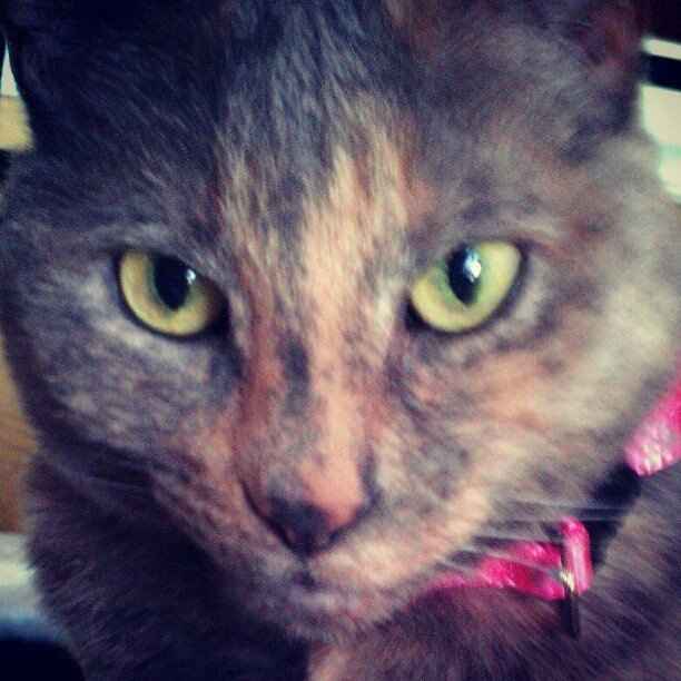 Do you and your FH have a pet?