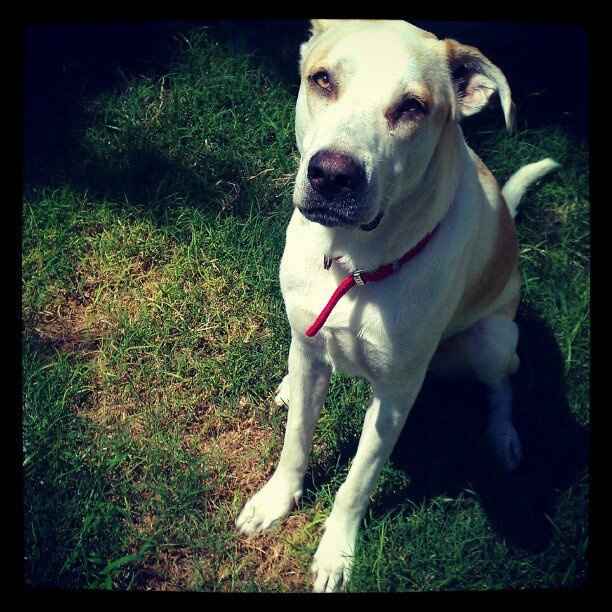 NWR- Might adopt a puppy *PIC*