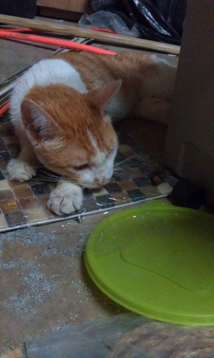 NWR- Happy pet mommy!!!!!