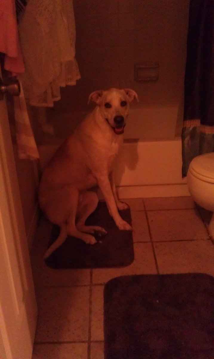 Pets do the darndest things