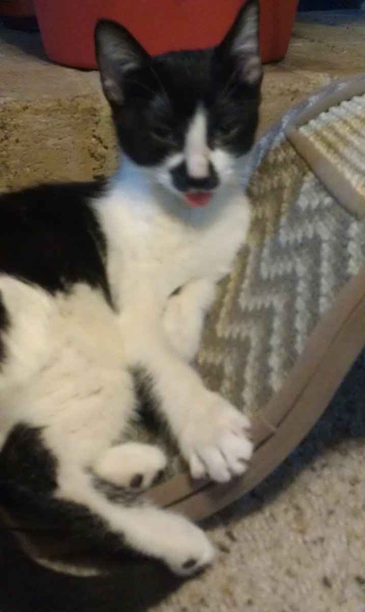 Mrs S ... We need to start another funny Cat thread!