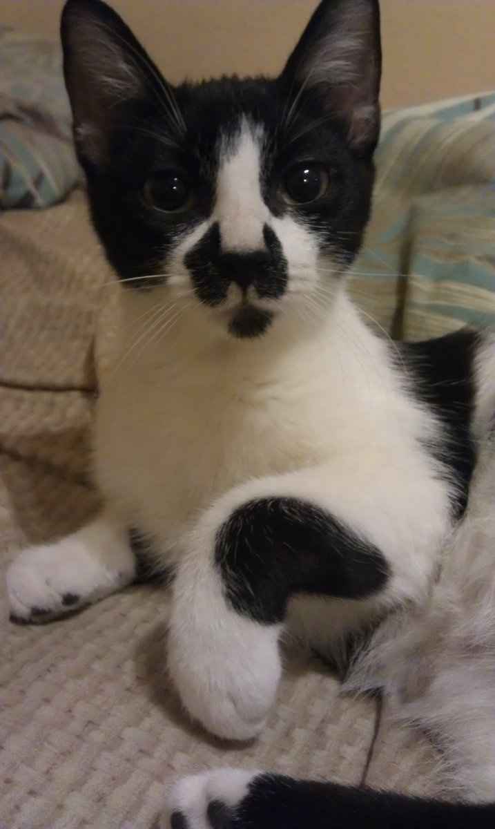 Let's see some FUR babies!