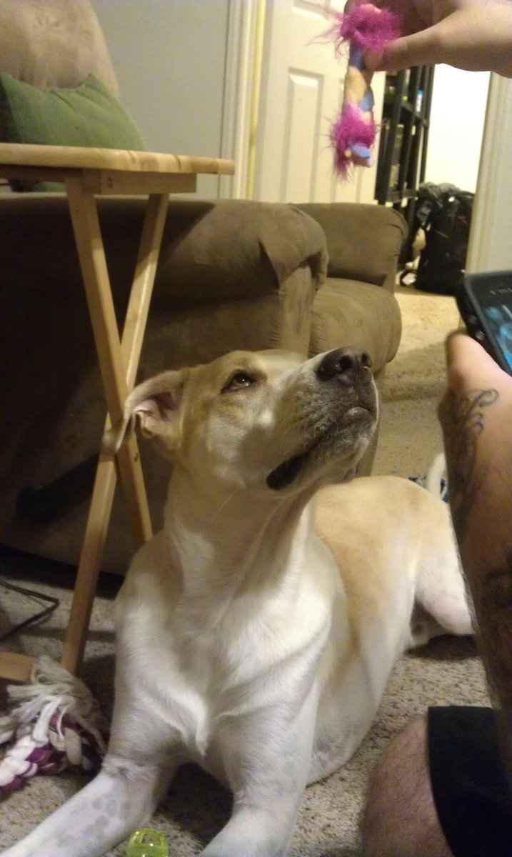 Let's see some FUR babies!