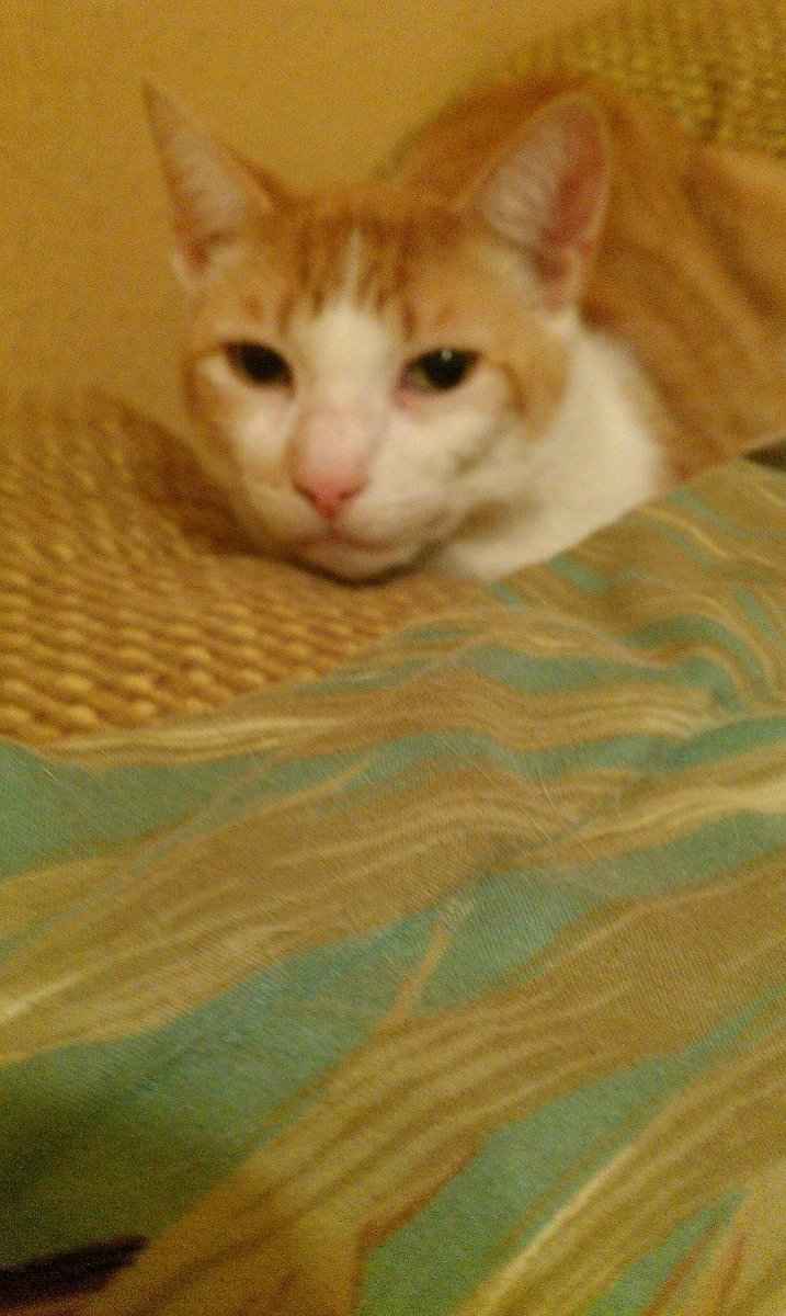 Let's see some FUR babies!