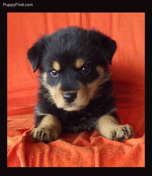 Furbabies then and now