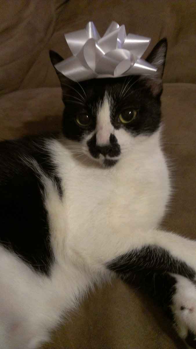 Christmas time with the furbabies!