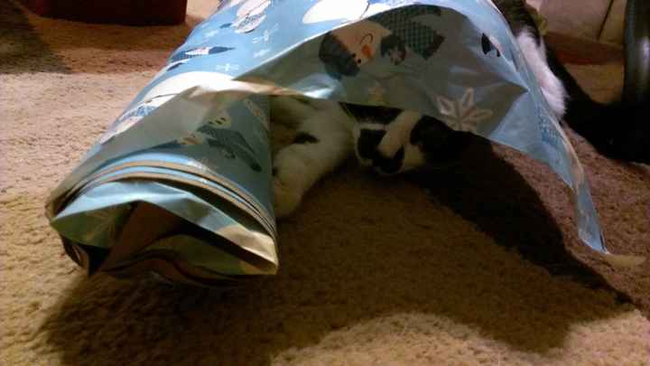 Christmas time with the furbabies!