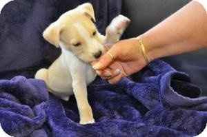 NWR- Might adopt a puppy *PIC*