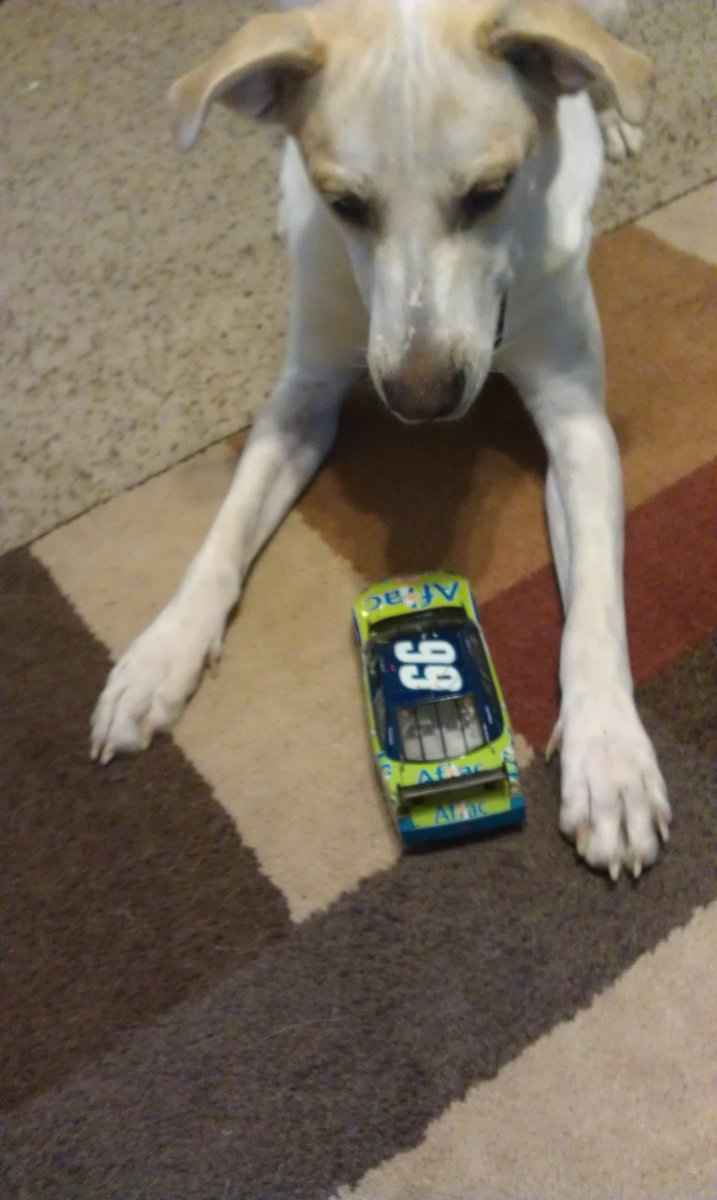 Pets do the darndest things