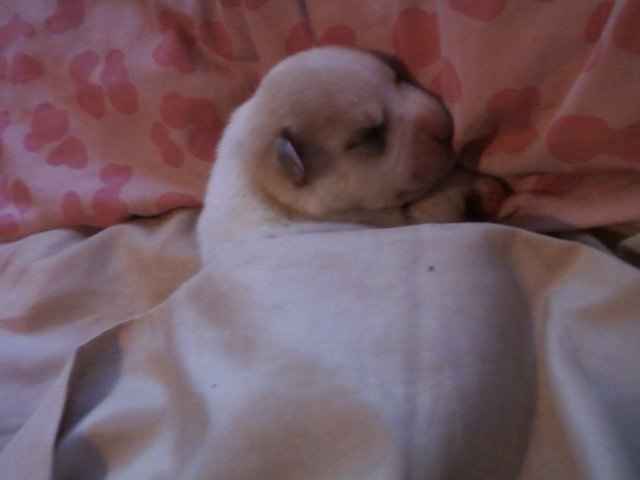 Furbabies then and now