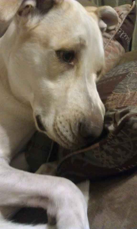 Furbabies then and now