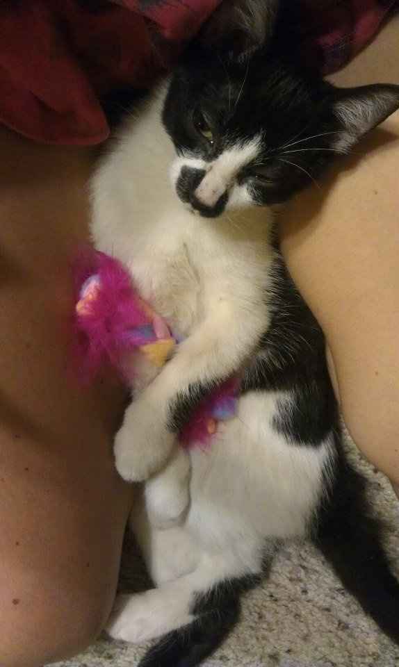 Furbabies then and now