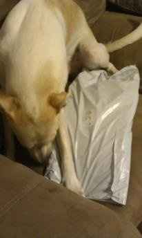 Doggy Halloween Costume!