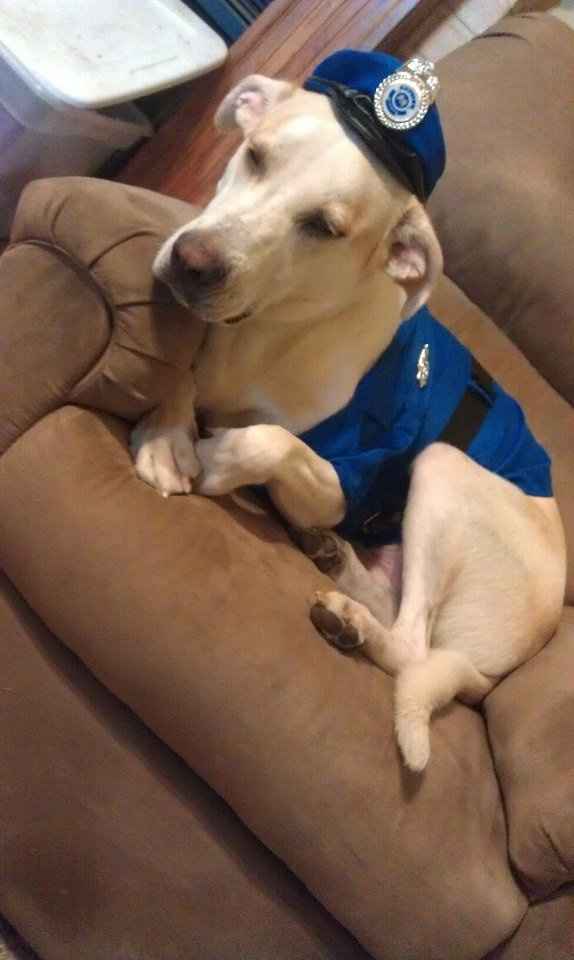 Doggy Halloween Costume!