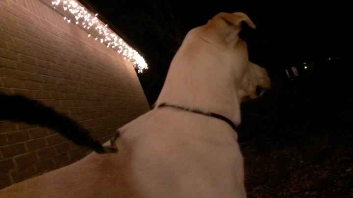 Christmas time with the furbabies!