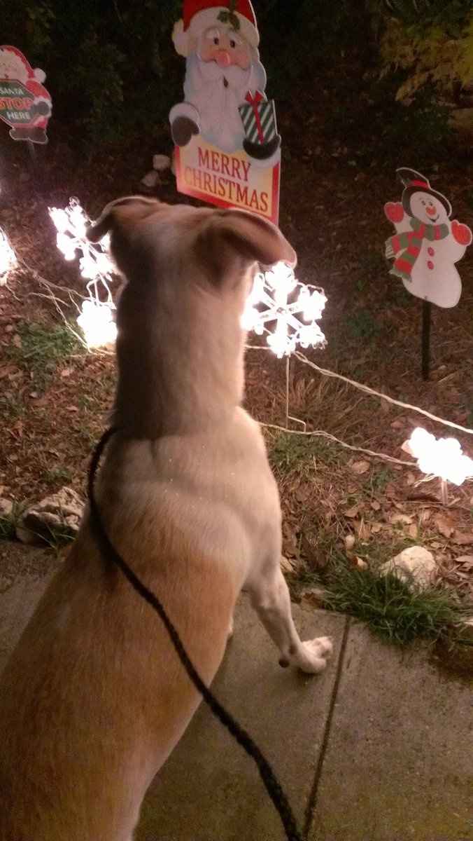 Christmas time with the furbabies!