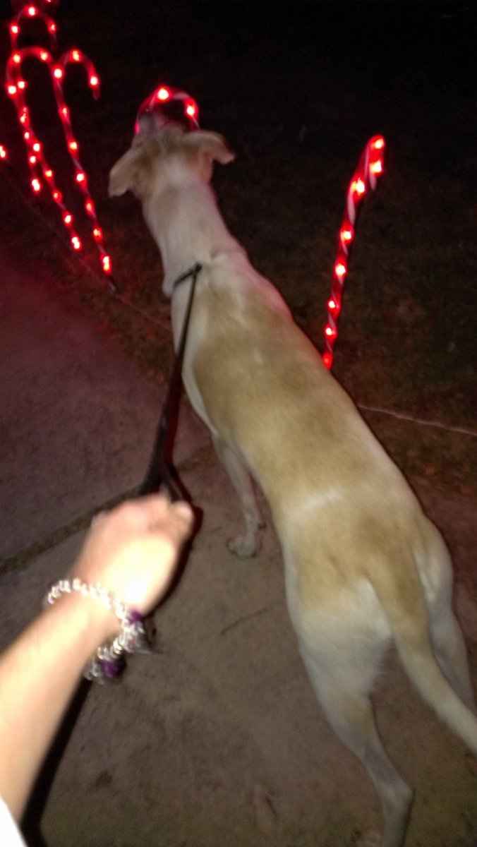 Christmas time with the furbabies!