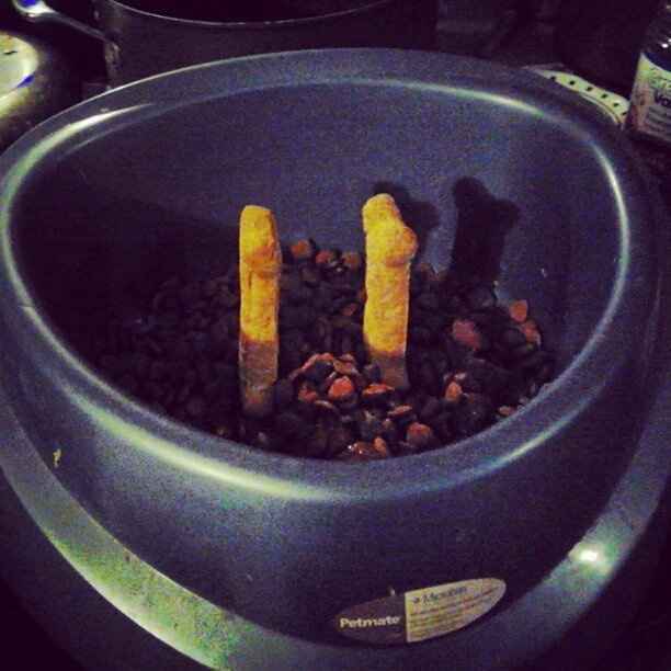 Happy Friday! FURBABY BIRTHDAY!!