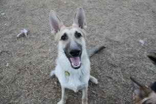 Might be adding an addition to our furbaby family