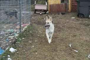 Might be adding an addition to our furbaby family