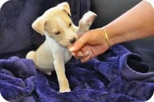 NWR- Might adopt a puppy *PIC*