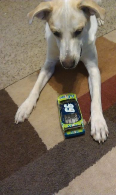 Pets do the darndest things