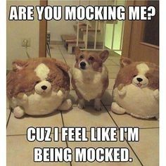 NWR:  cat meme time!