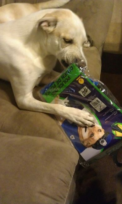 Doggy Halloween Costume!