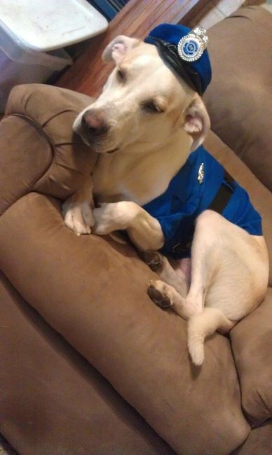 Doggy Halloween Costume!