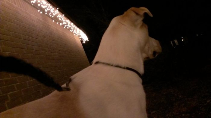 Christmas time with the furbabies!