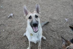 Might be adding an addition to our furbaby family