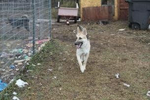 Might be adding an addition to our furbaby family