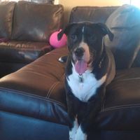 Let's see some FUR babies!