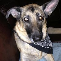 Lets see those puppies that we share with our FHs!