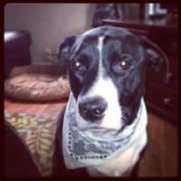 Lets see those puppies that we share with our FHs!