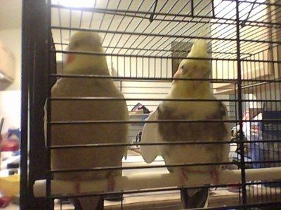 *NWR* Show me your pets/animals! *PICS*