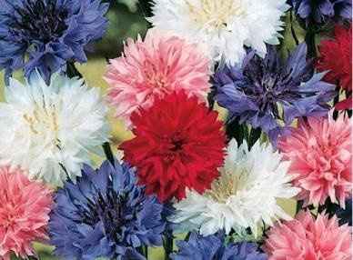 cornflowers in bulk