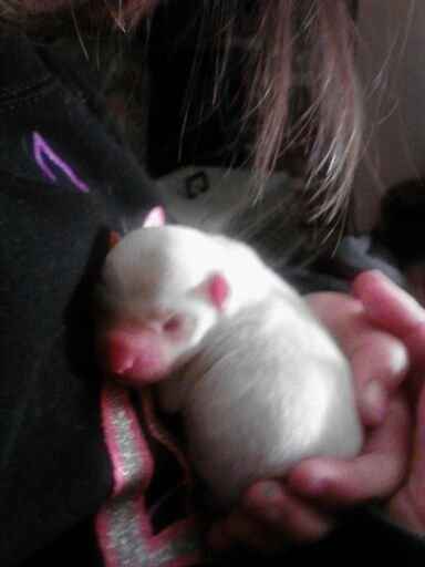 my furrr baby had babys!